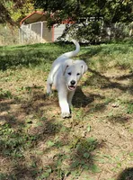 White German Shepherd Male 1, a male German Shepherd Dog for sale in Elkin, NC – Photo 1 of 2