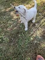 White German Shepherd Male 1, a male German Shepherd Dog for sale in Elkin, NC – Photo 2 of 2