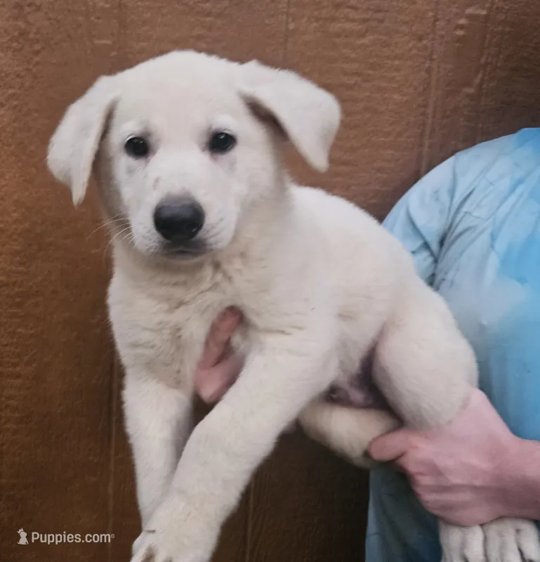 White German Shepherd Male – German Shepherd Dog puppy for sale in Elkin, NC