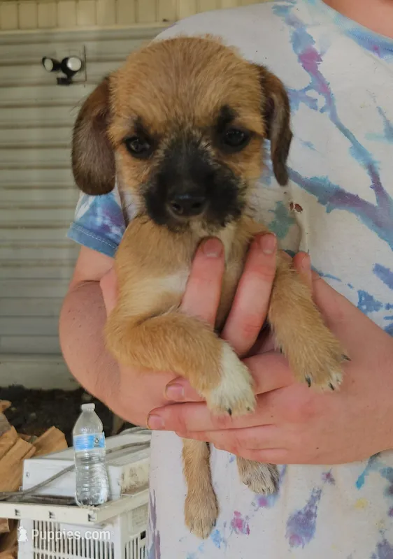 ShiChi Female 1 – Chihuahua, Shih Tzu puppy for sale in Elkin, NC