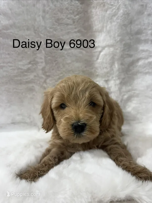 Daisy Boy 6903