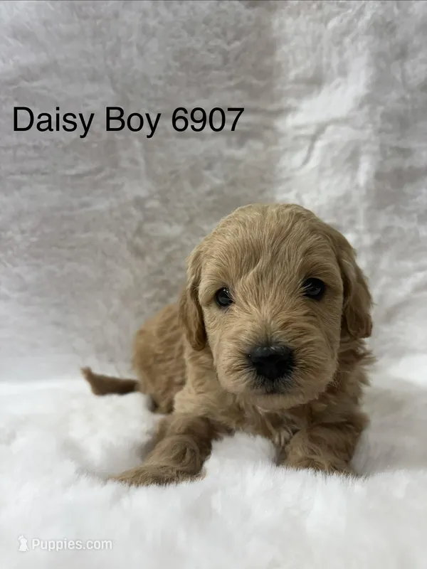 Daisy Boy 6907