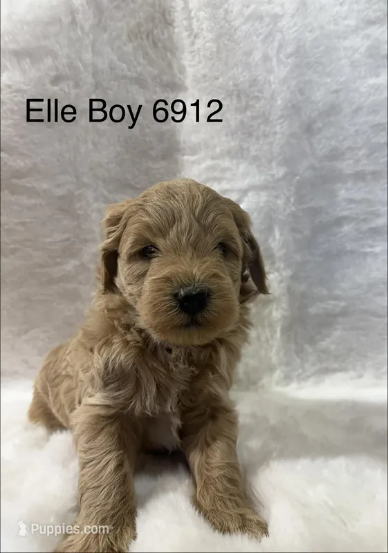 Elle Boy 6912