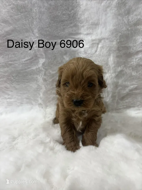 Daisy Boy 6906