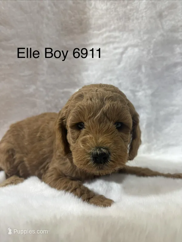 Elle Boy 6911