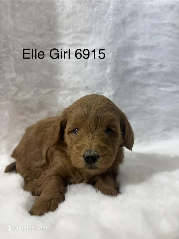 Elle Girl 6915