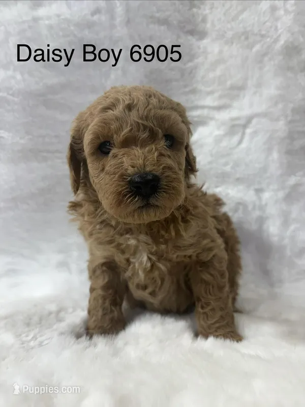 Daisy Boy 6905