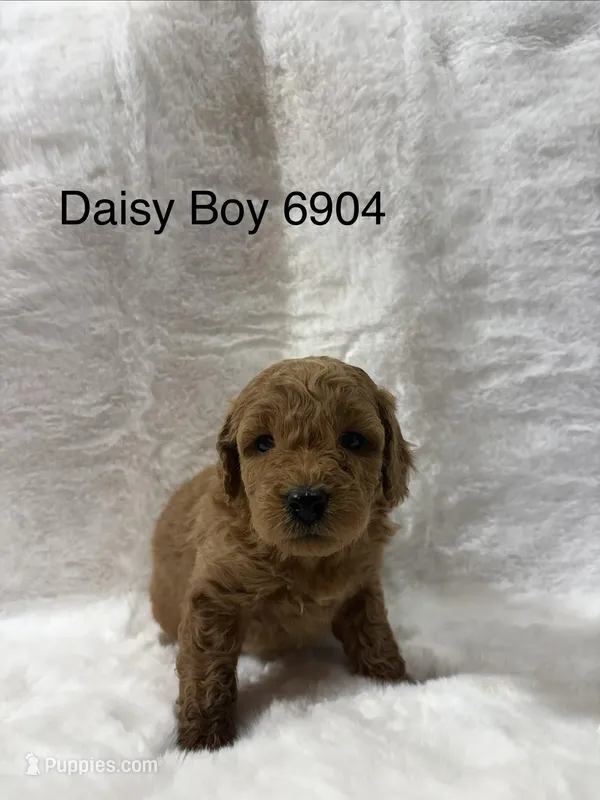 Daisy Boy 6904