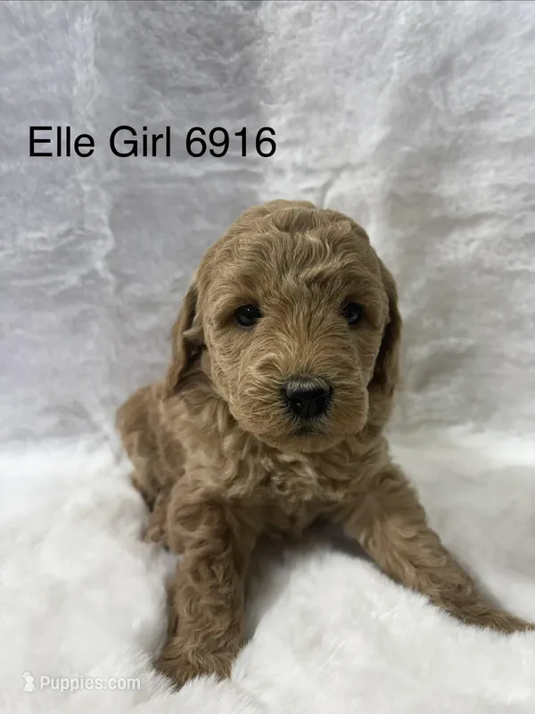 Elle Girl 6916
