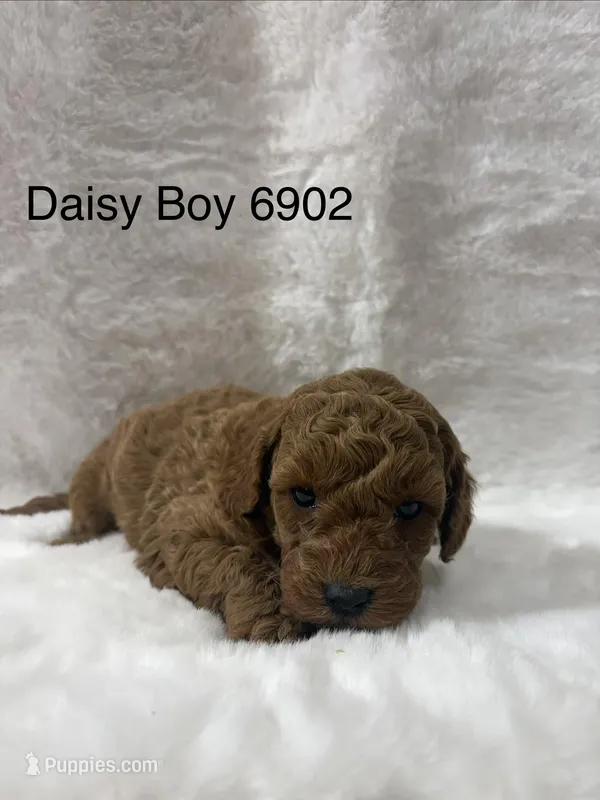 Daisy Boy 6902