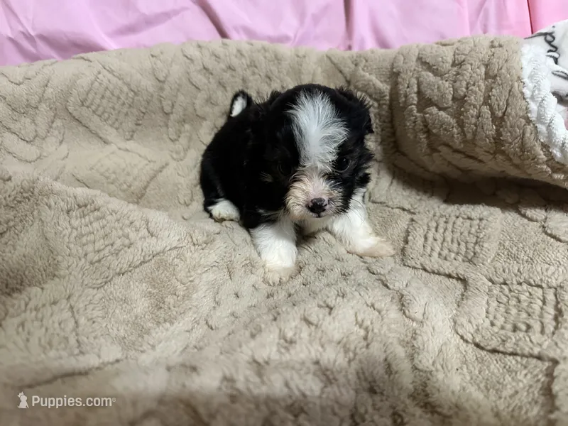 Tommy – Shih Tzu puppy for sale in Selmer, TN