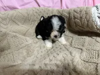 Tommy, a male Shih Tzu for sale in Selmer, TN – 1 of 10