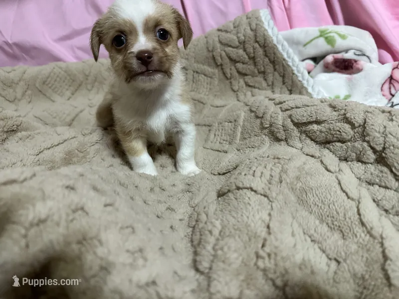 Titan – Shih Tzu puppy for sale in Selmer, TN