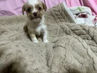 Titan, a male Shih Tzu for sale in Selmer, TN – 1 of 10