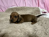 Brody, a male Miniature Dachshund for sale in Selmer, TN – 8 of 10
