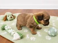 Yorkiepoo boy green , a male Yorkshire Terrier and Poodle - Toy  for sale in Selmer, TN – 5 of 7
