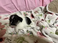 Tilly, a female Shih Tzu for sale in Selmer, TN – 4 of 10
