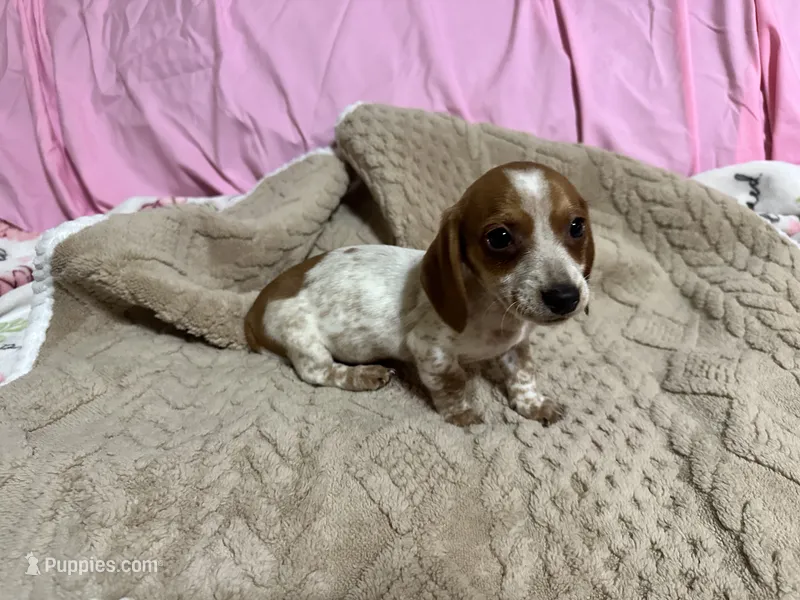 Oliver  – Miniature Dachshund puppy for sale in Selmer, TN