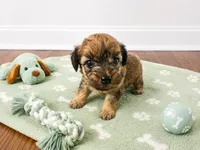 Yorkiepoo boy green , a male Yorkshire Terrier and Poodle - Toy  for sale in Selmer, TN – 1 of 7