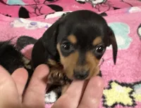 Olive , a female Miniature Dachshund for sale in Selmer, TN – 5 of 10