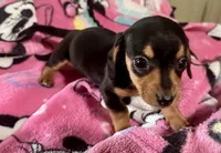 Opal, a female Miniature Dachshund for sale in Selmer, TN – 3 of 10