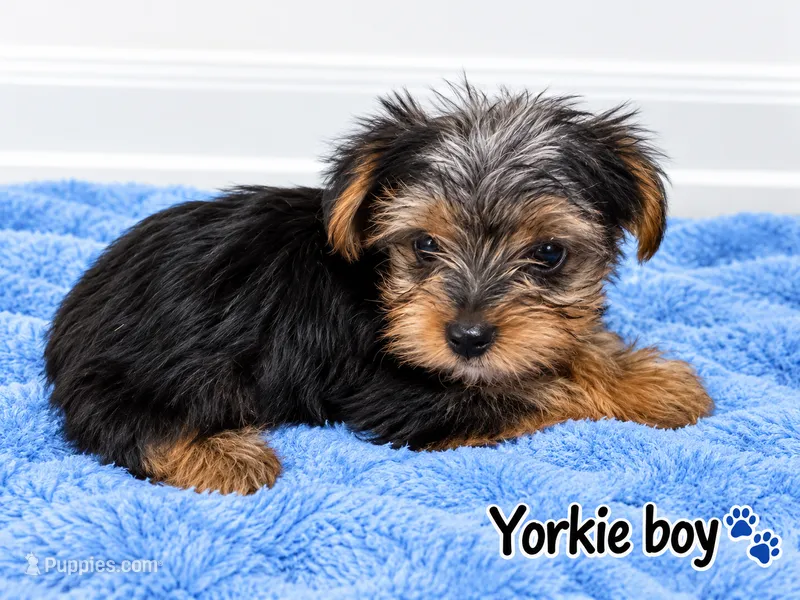Blue boy  – Yorkshire Terrier puppy for sale in Selmer, TN