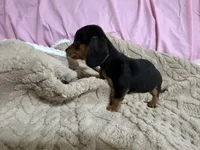 Benji , a male Miniature Dachshund for sale in Selmer, TN – 2 of 10
