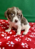 Girl 5, a female Poodle - Miniature  and Frenchton for sale in Selmer, TN – Photo 2 of 7