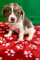 Girl 5, a female Poodle - Miniature  and Frenchton for sale in Selmer, TN – Photo 6 of 7