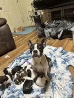 Girl 5, a female Poodle - Miniature  and Frenchton for sale in Selmer, TN – Photo 7 of 7