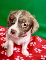 Girl 5, a female Poodle - Miniature  and Frenchton for sale in Selmer, TN – Photo 4 of 7