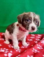 Girl 5, a female Poodle - Miniature  and Frenchton for sale in Selmer, TN – Photo 5 of 7