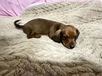 Brody, a male Miniature Dachshund for sale in Selmer, TN – 1 of 10