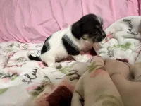 Tilly, a female Shih Tzu for sale in Selmer, TN – 8 of 10