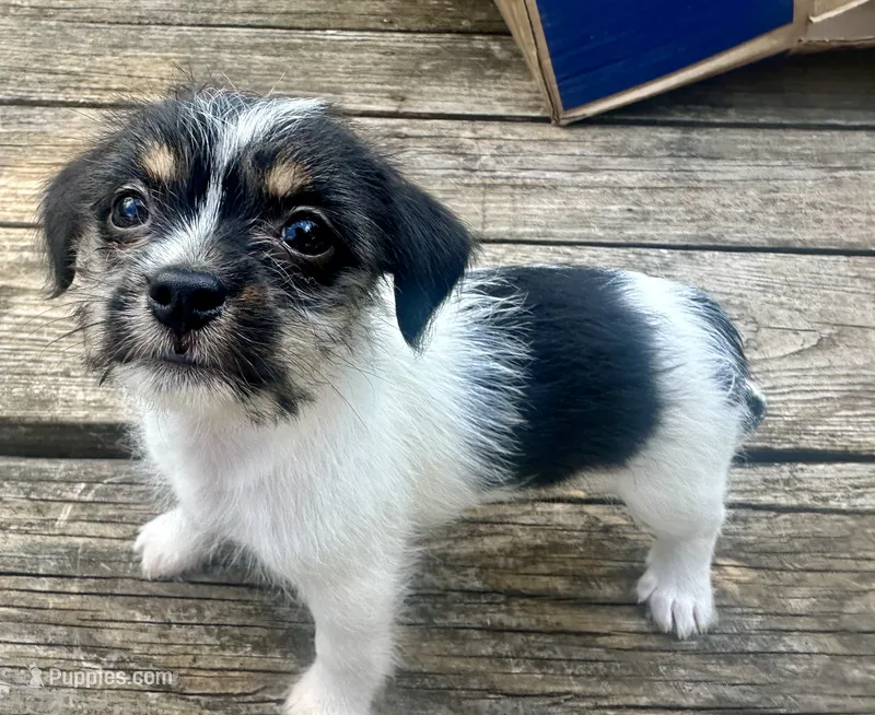 Tilly – Chihuahua, Shih Tzu puppy for sale in Selmer, TN