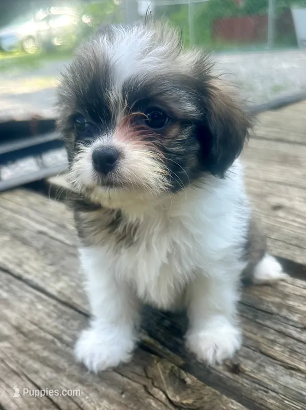 Tabby  – Chihuahua, Shih Tzu puppy for sale in Selmer, TN