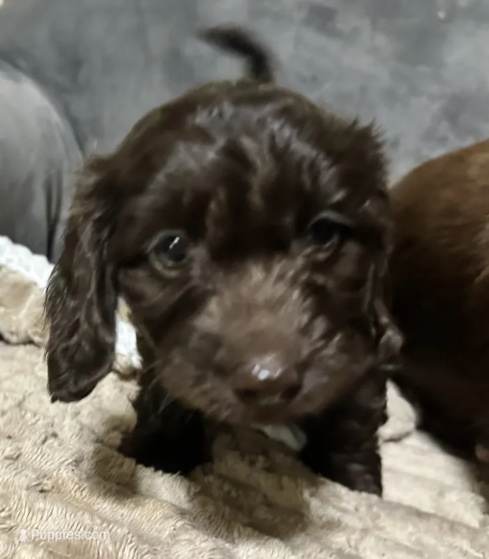 Hershey – Doxiepoo puppy for sale in Selmer, TN