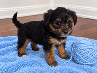 Blue boy , a male Shihpoo and Yorkshire Terrier for sale in Selmer, TN – 3 of 6