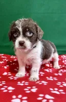 Boy 3 , a male Poodle - Miniature  and Frenchton for sale in Selmer, TN – Photo 3 of 10