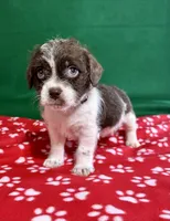 Boy 3 , a male Poodle - Miniature  and Frenchton for sale in Selmer, TN – Photo 4 of 10