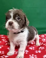 Boy 3 , a male Poodle - Miniature  and Frenchton for sale in Selmer, TN – Photo 7 of 10