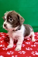 Boy 3 , a male Poodle - Miniature  and Frenchton for sale in Selmer, TN – Photo 5 of 10