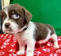 Boy 3 , a male Poodle - Miniature  and Frenchton for sale in Selmer, TN – Photo 9 of 10