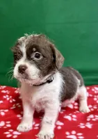 Boy 3 , a male Poodle - Miniature  and Frenchton for sale in Selmer, TN – Photo 6 of 10