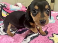Olive , a female Miniature Dachshund for sale in Selmer, TN – 1 of 10