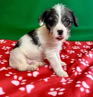 Girl 4 , a female Poodle - Miniature  and Frenchton for sale in Selmer, TN – Photo 5 of 10