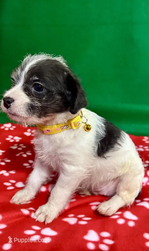 Girl 4  – Poodle - Miniature , Frenchton puppy for sale in Selmer, TN