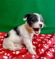 Girl 4 , a female Poodle - Miniature  and Frenchton for sale in Selmer, TN – Photo 4 of 10