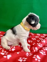 Girl 4 , a female Poodle - Miniature  and Frenchton for sale in Selmer, TN – Photo 9 of 10