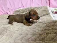 Brody, a male Miniature Dachshund for sale in Selmer, TN – 6 of 10